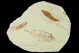 Three Fossil Leaves - Augsburg, Germany #139276-1